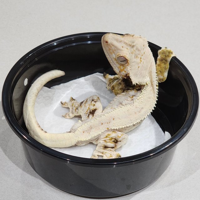 노멀 드리피 화이트스팟 솔리드백