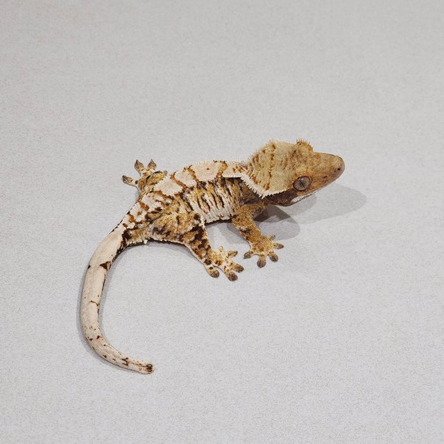 Tri Extreme Harlequin White Pin White Spot