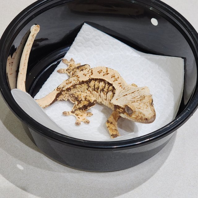 드리피 쿼드 화이트스팟