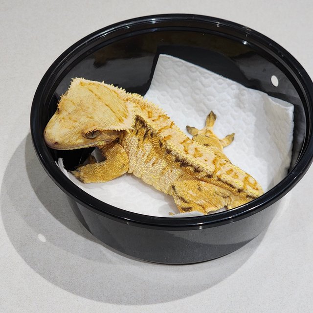 화이트크라운 트라이 익스트림할리퀸 화이트스팟