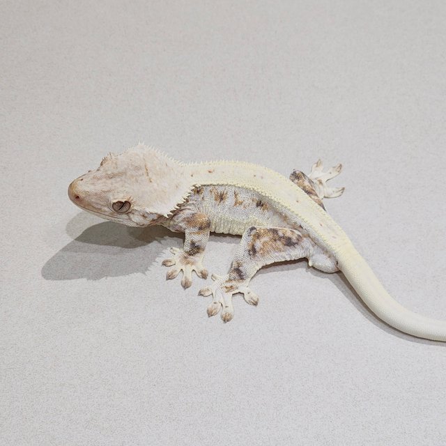 트라이 릴리화이트