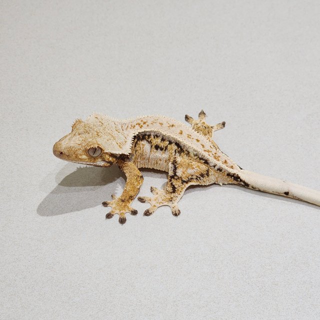Drippy Tri Quad White Spot White Crown