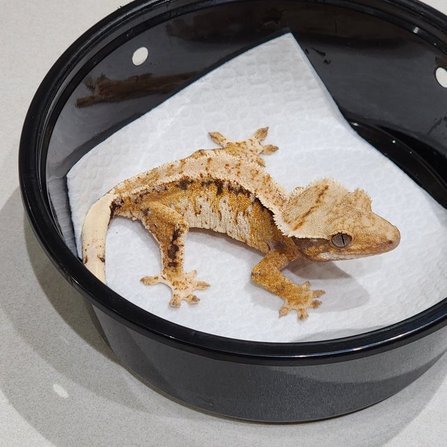 White Crown Tri Extreme Harlequin Drippy White Spot