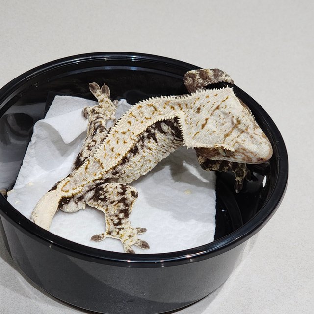 드리피 화이트스팟