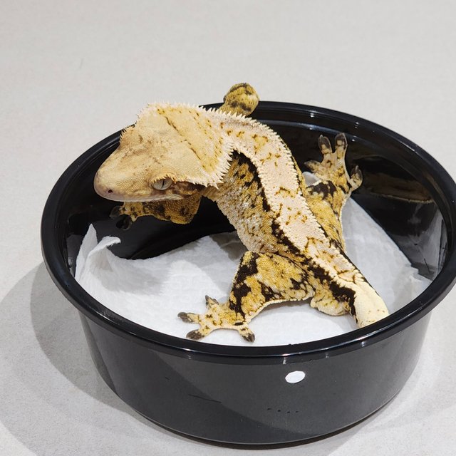 Extreme Harlequin White Spot Tri White Pin