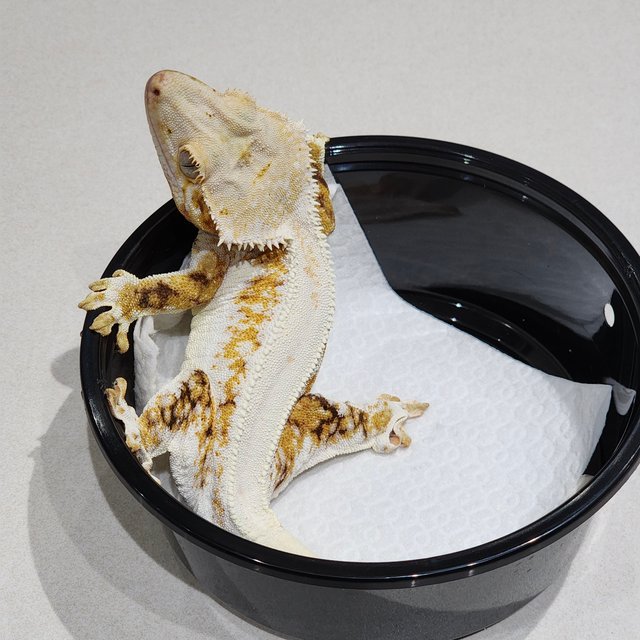 트라이 릴리화이트 솔리드백