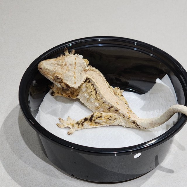 드리피 화이트스팟 솔리드백