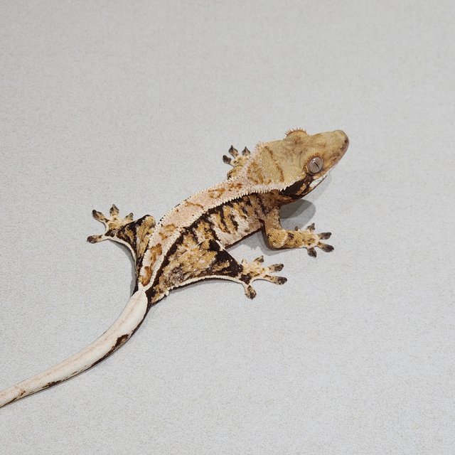 Tri Extreme Harlequin White Pin White Spot