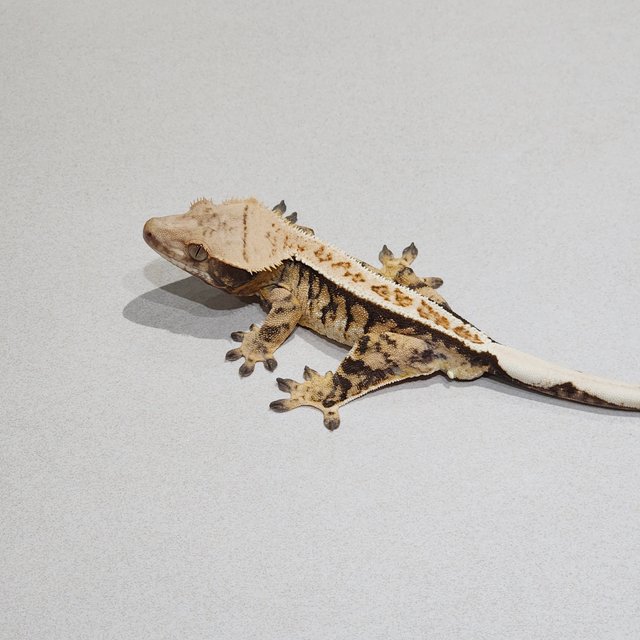 트라이 익스트림할리퀸