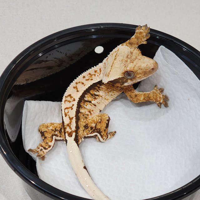 트라이 익스트림할리퀸 화이트핀 화이트크라운 화이트스팟