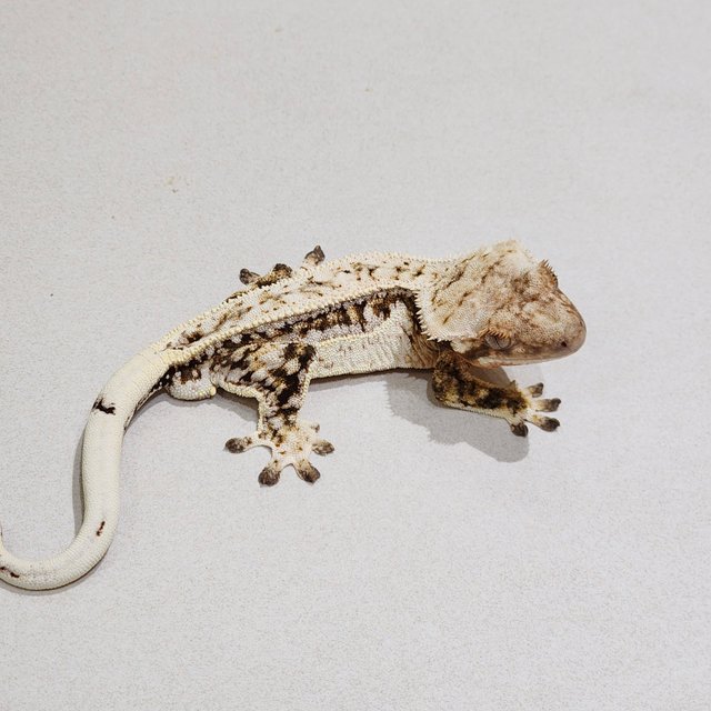 Full Pinstripe White Spot White Pin White Crown Brindle Drippy