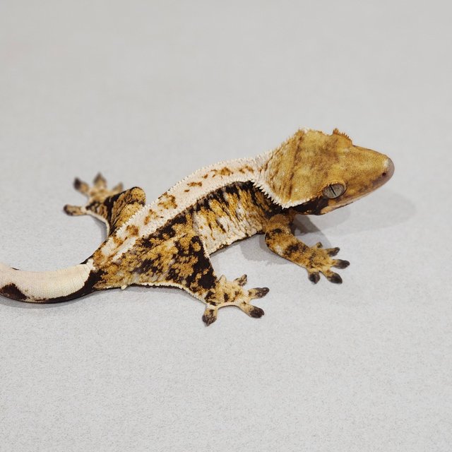 Barb Extreme Harlequin Tri Drippy