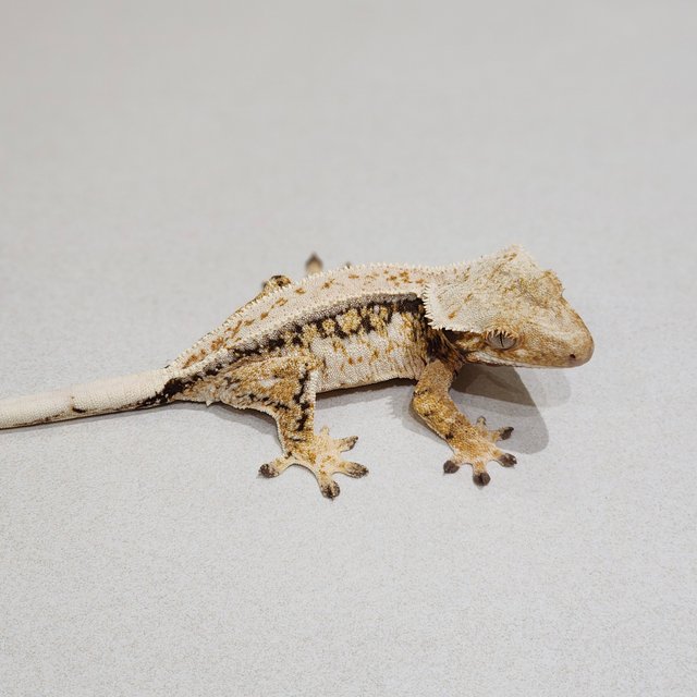 Drippy Tri Quad White Spot White Crown