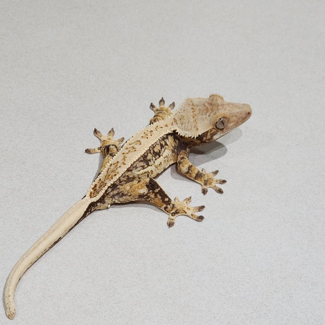 Full Pinstripe Quad Drippy White Pin White Spot