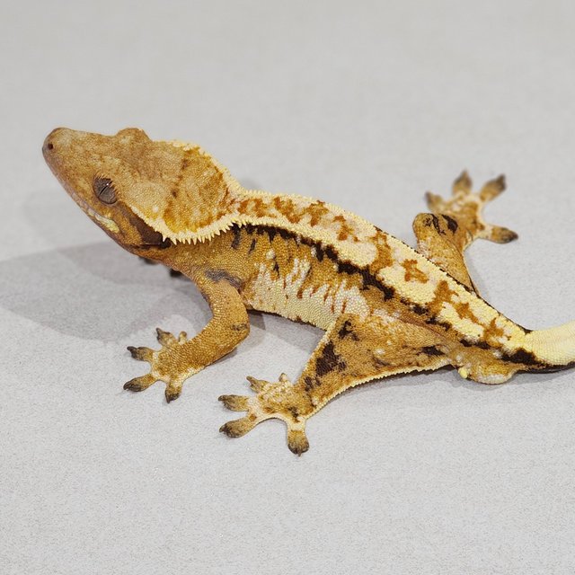 Tri Extreme Harlequin White Spot White Pin