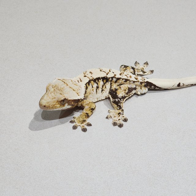 White Crown Tri Extreme Harlequin White Spot