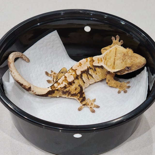 White Crown Tri Extreme Harlequin