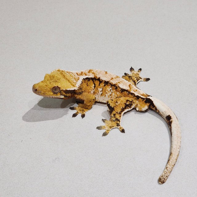 Tri White Crown Extreme Harlequin
