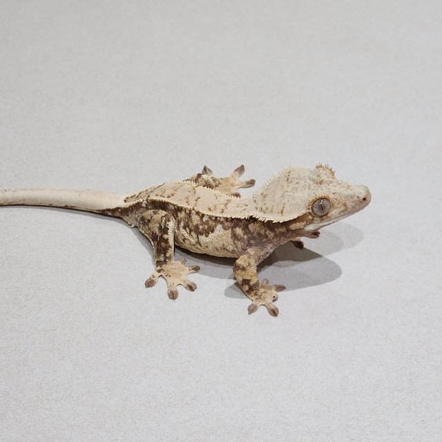 Quad Drippy White Spot