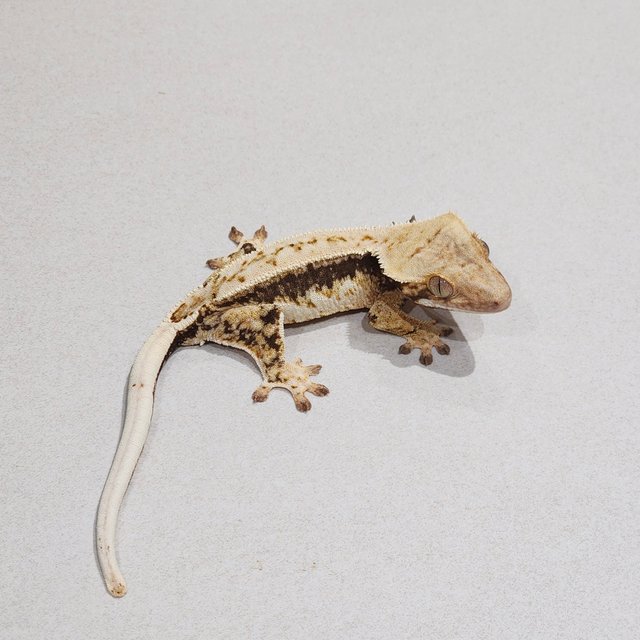 드리피 화이트스팟