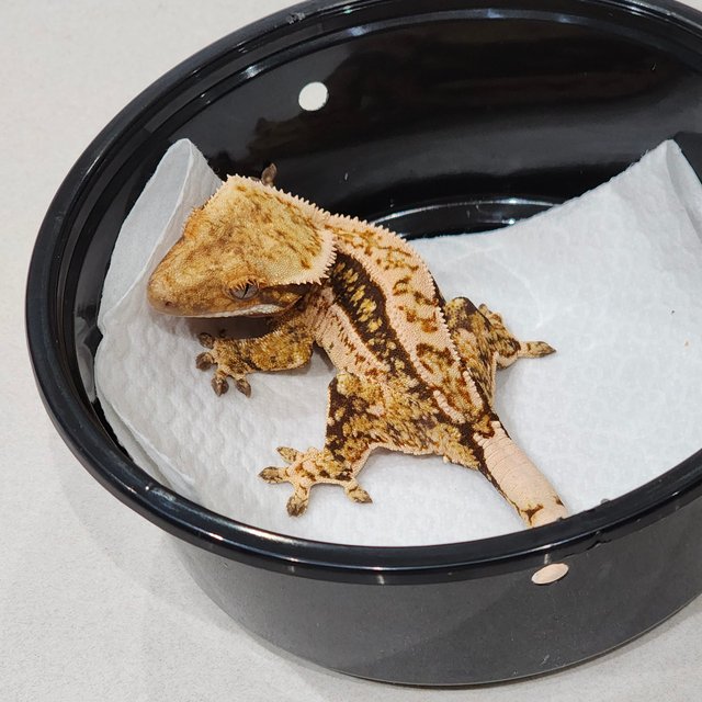 White Crown Quad White Spot