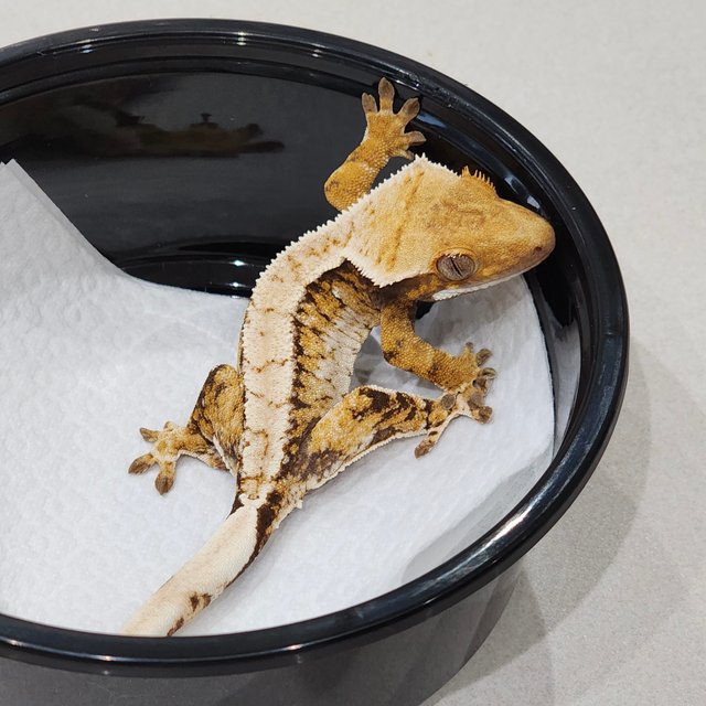 화이트핀 화이트크라운 트라이 익스트림할리퀸 화이트스팟