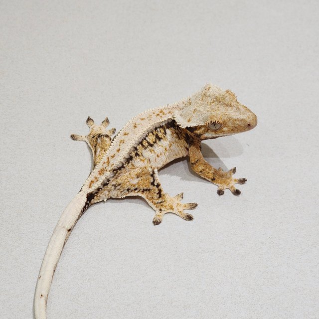 Drippy Tri Quad White Spot White Crown