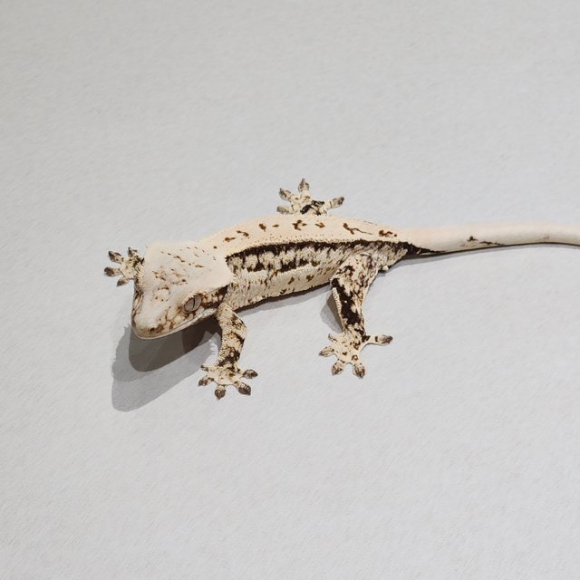 쿼드 화이트스팟 풀핀