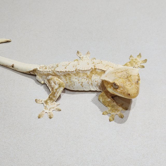 Cream Drippy White Spot