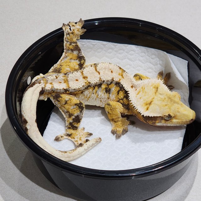 White Crown Tri Drippy White Spot Extreme Harlequin