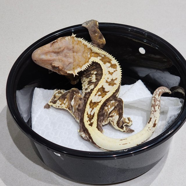 풀핀 카푸치노 화이트크라운