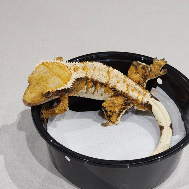 White Spot Tri Extreme Harlequin White Pin