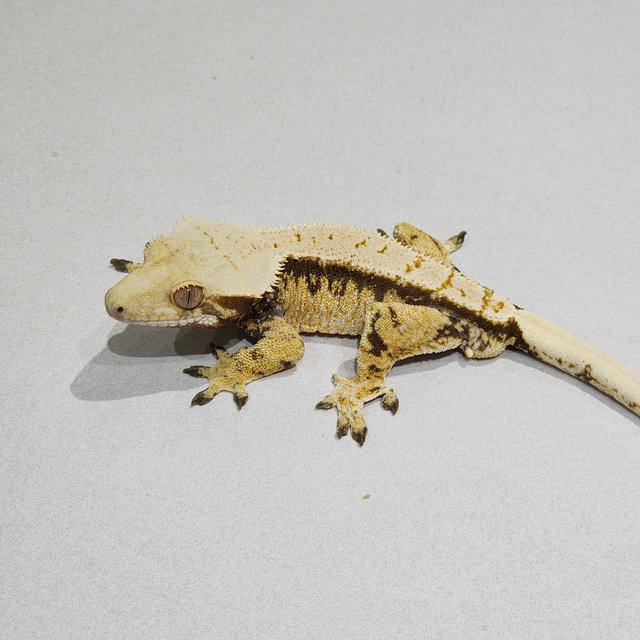 드리피 트라이 익스트림할리퀸