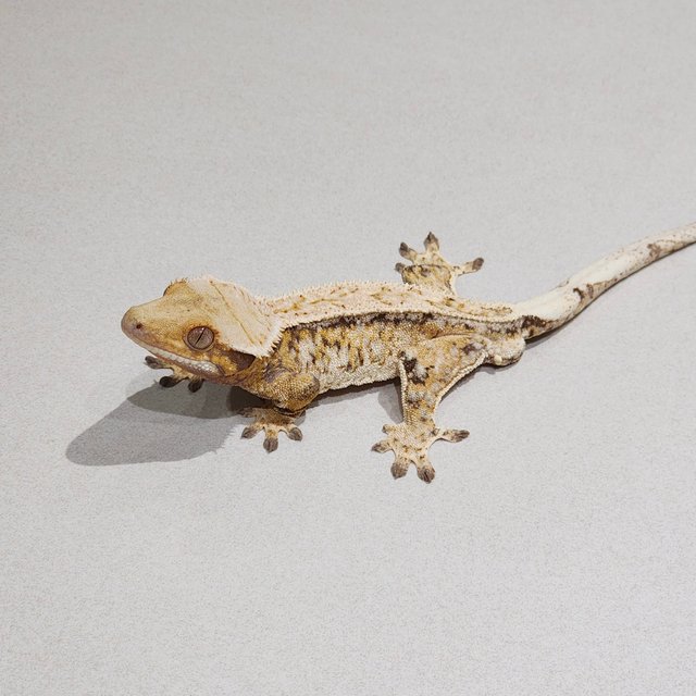 풀핀 드리피 트라이 화이트스팟 화이트크라운 익스트림할리퀸