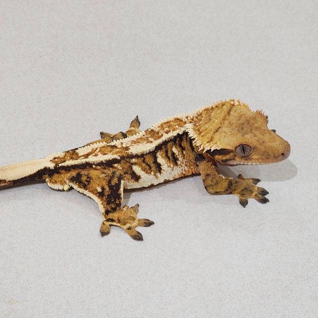 에밀리 트라이 익스트림할리퀸 화이트핀