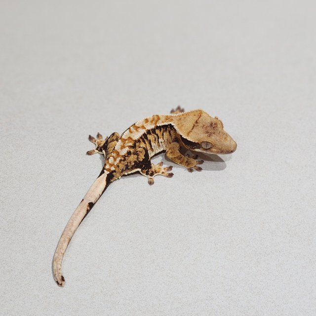 트라이 익스트림할리퀸 화이트스팟 화이트핀