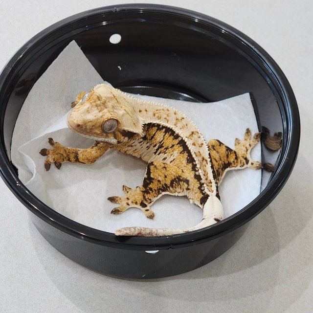 풀핀 드리피 화이트스팟 트라이 익스트림할리퀸