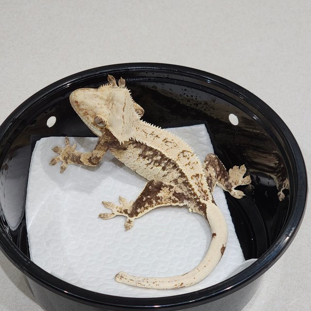 풀핀 드리피 화이트스팟 쿼드