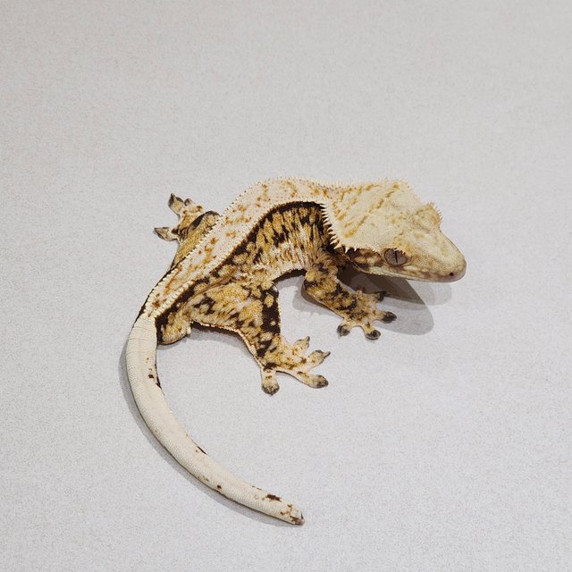 Zengex White Pin Tri Quad