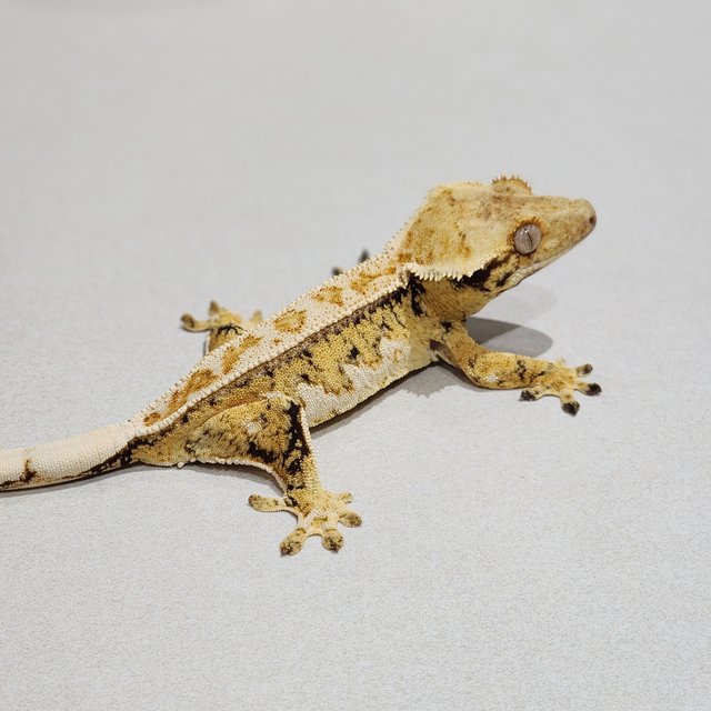 Tri Full Pinstripe Drippy White Spot Quad
