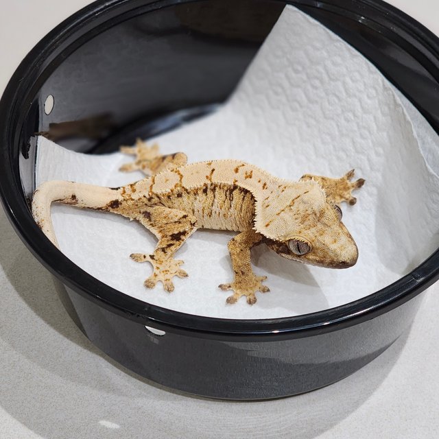 드리피 트라이 익스트림할리퀸 화이트스팟