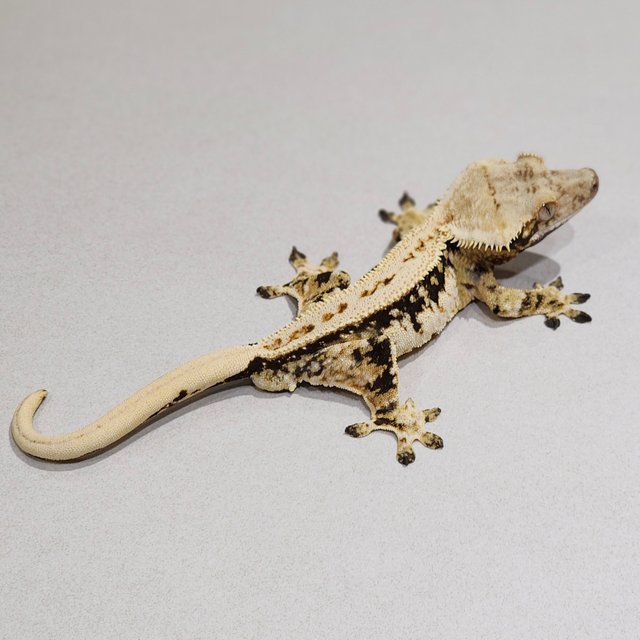 Extreme Harlequin White Pin Full Pinstripe Zengex Tri