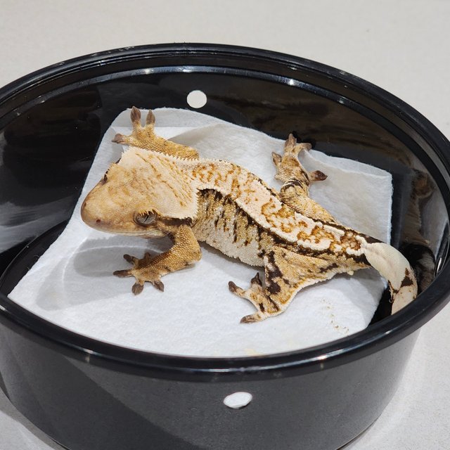 Drippy Tri White Spot White Crown