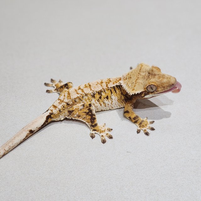 White Crown Tri Extreme Harlequin