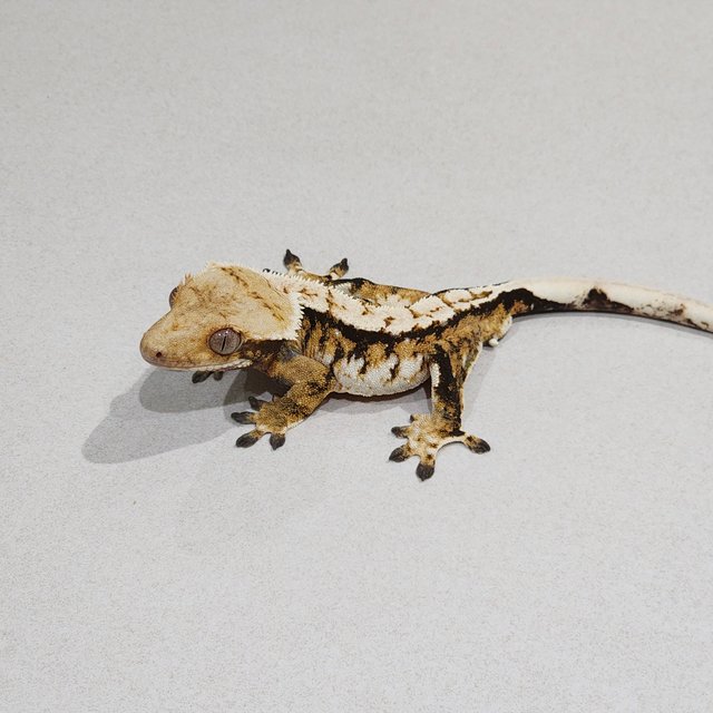 트라이 익스트림할리퀸 화이트스팟 화이트핀