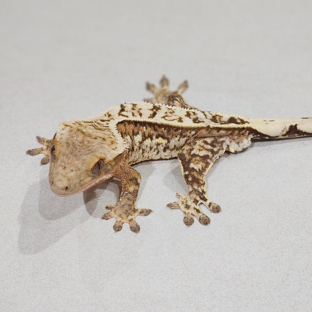 Brindle