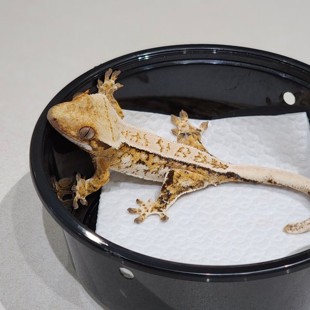 Full Pinstripe Drippy Tri White Spot Extreme Harlequin White Pin