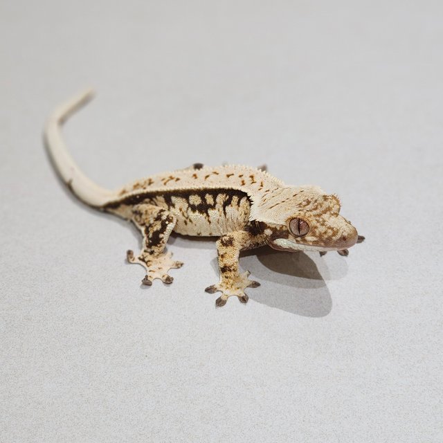Full Pinstripe Drippy Quad White Spot