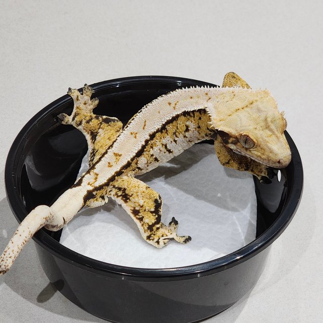 Extreme Harlequin Tri Barb