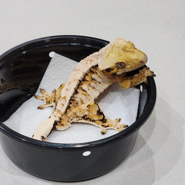 Tri White Pin White Spot Drippy Extreme Harlequin